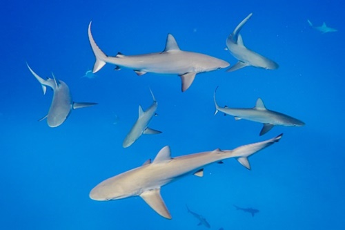 Requins des Galápagos