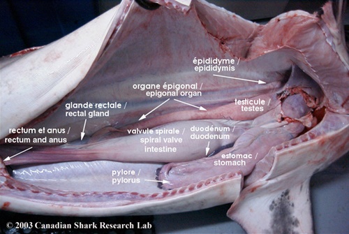 Glande rectale du requin