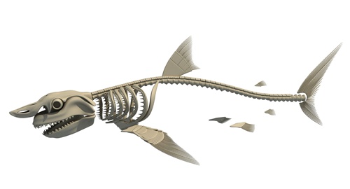 Squelette de requin