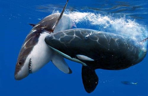 Grand requin blanc attaqué par une orque
