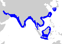 Carcharhinus dussumieri