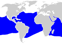 Carcharhinus longimanus