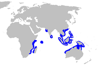 Carcharhinus sealei