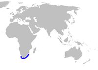 Poroderma africanum