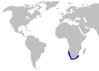 Scyliorhinus capensis