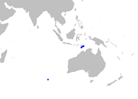 Centrophorus westraliensis