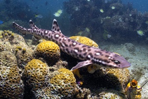 Requin-chat à ventre tacheté