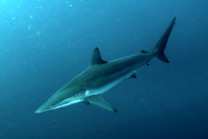 Requin pointe noire à dents lisses
