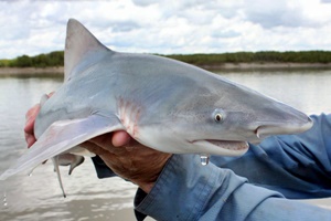 Requin d'eau douce d'Australie du nord