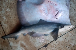 Requin d'eau douce de Birmanie
