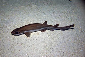 Requin-chat salamandre