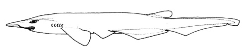Requin-chat à nageoire dorsale unique