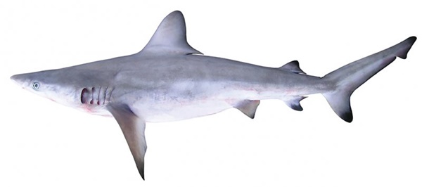 Requin babosse