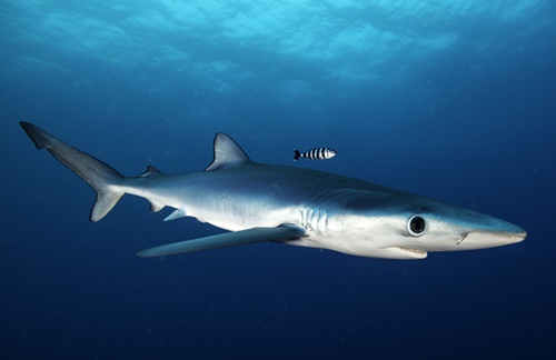 Requin bleu aussi appelé requin peau bleue