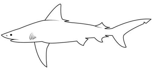 Requin bordé