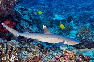 Requin-corail
