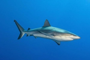 Requin gris de récif