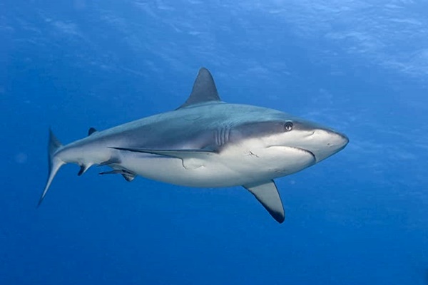 Requin gris de récif aussi appelé requin dagsit