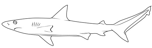 Requin des Galapágos