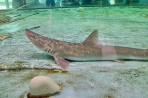 Requin-hâ du Japon