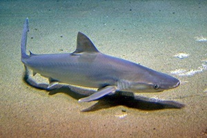 Requin à joues blanches