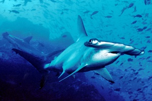Requin-marteau à aile blanche