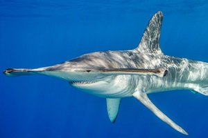 Requin-marteau commun
