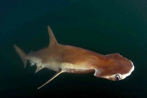 Requin-marteau écope