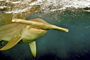 Requin-marteau à petits yeux
