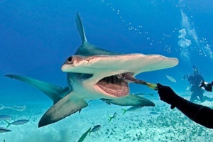 Requin-marteau planeur