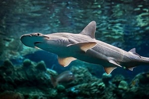 Requin-marteau tiburo cornu
