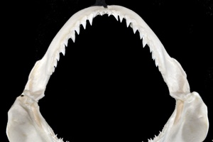 Requin à nez noir