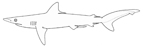 Requin à nez rude