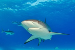 Requin de récif des Caraïbes
