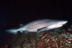 Requin griset