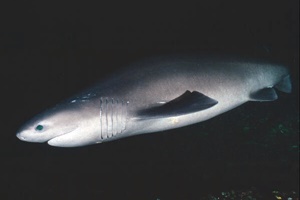 Requin griset