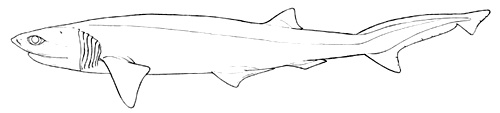 Requin perlon