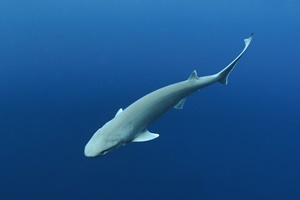 Requin-vache de l'Atlantique