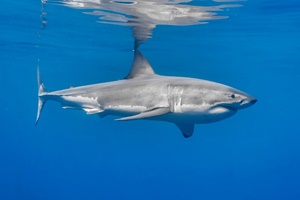 Grand requin blanc