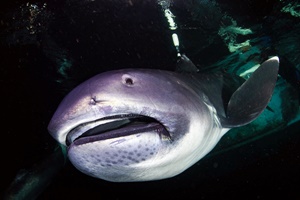 Requin grande-gueule