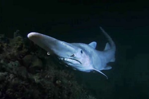 Requin-lutin