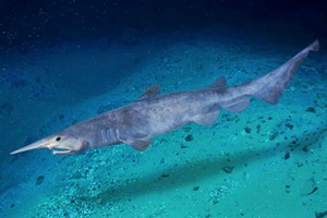 Requin-lutin