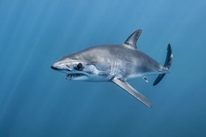 Requin-taupe bleu