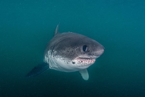 Requin-taupe saumon