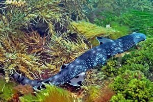 Requin-carpette à collier