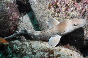 Requin-carpette roux