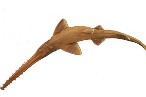 Requin-scie de Lana