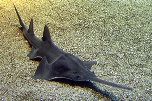 Requin-scie flutian