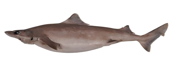 Requin-chagrin bilimélé
