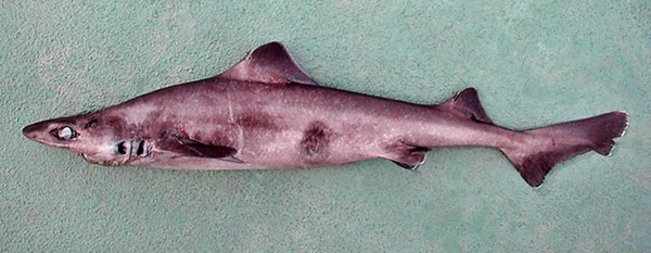 Requin-chagrin à longue dorsale